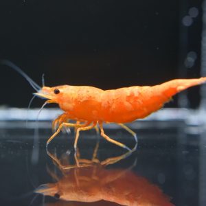 Jinsha Shrimp