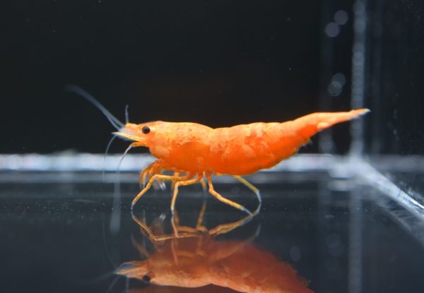 Jinsha Shrimp