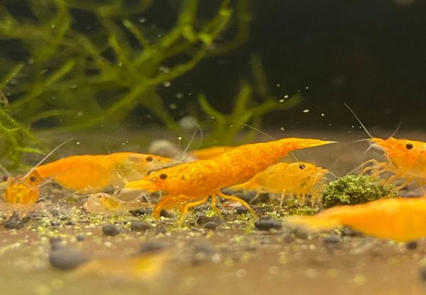 Jinsha Shrimp - Image 2