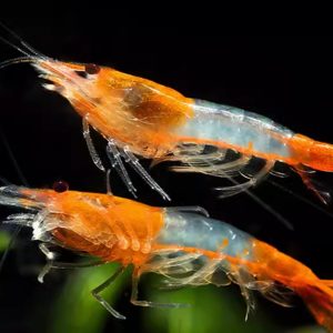 Orange Rili Shrimp