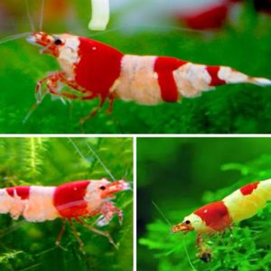Red Crystal Shrimp