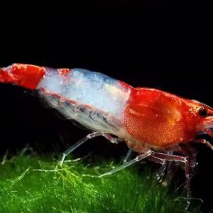 Red Rili Shrimp