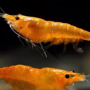 Sunkist Shrimp
