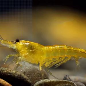Yellow Shrimp