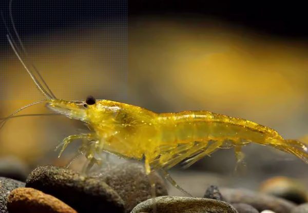 Yellow Shrimp