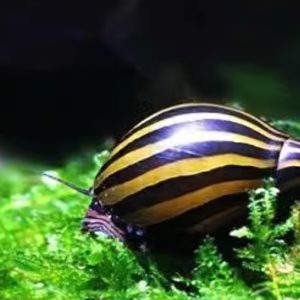 Zebra Nerite Snail | Zebra Snail