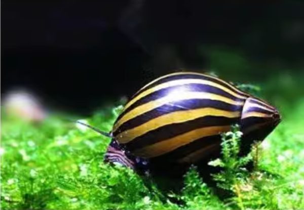 Zebra Nerite Snail | Zebra Snail