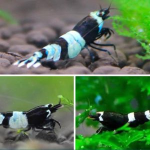 Black King Kong Shrimp