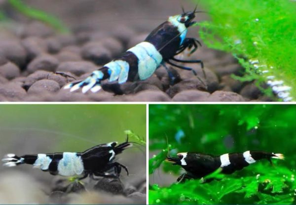 Black King Kong Shrimp