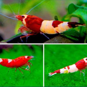 Burgundy King Kong Shrimp | Burgundy Crystal Shrimp