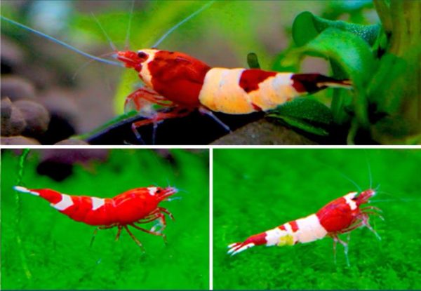 Burgundy King Kong Shrimp | Burgundy Crystal Shrimp