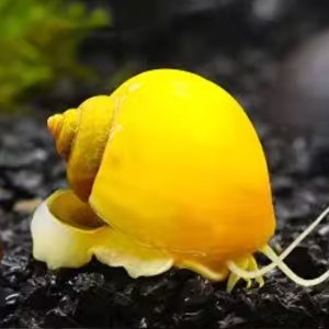 Golden Mystery Snail