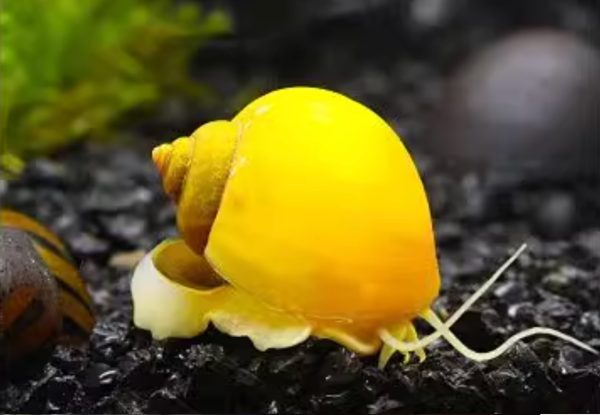 Golden Mystery Snail