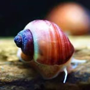 Magenta Mystery Snail