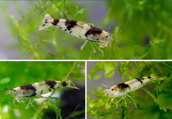 New Bee Shrimp