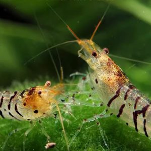 Zebra Shrimp