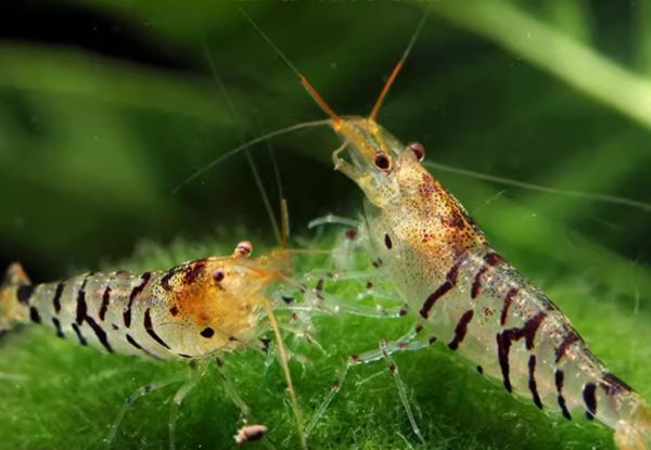Zebra Shrimp